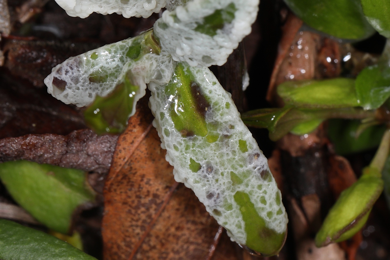 Diderma subviridifuscum