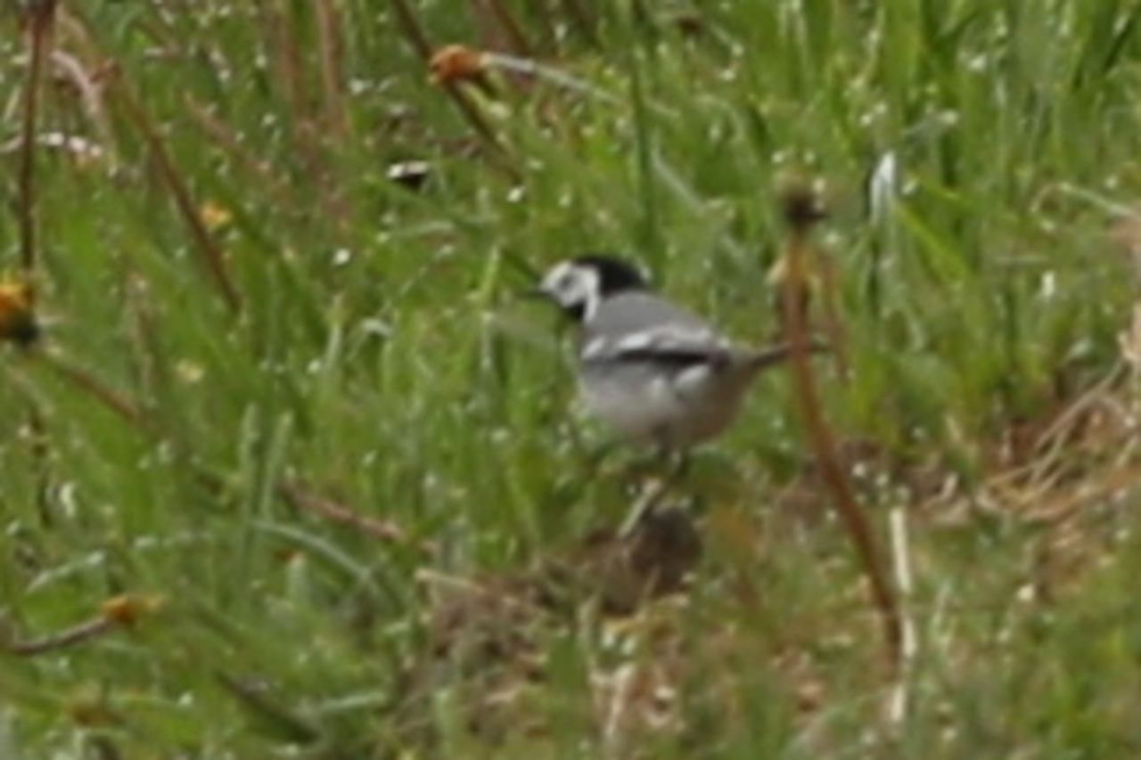 Motacilla alba ; Bergeronnette grise