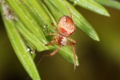 Araneus sturmi ; Épeire de Sturm
