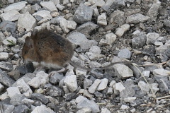 Apodemus sylvaticus ; Mulot sylvestre, Souris de terre, Rat sauteur