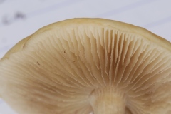 Agrocybe praecox ; Pholiote précoce
