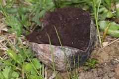 Calvatia sp. ; (du groupe des Vesses)