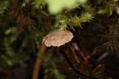 Gymnopus androsaceus	Marasme androsace