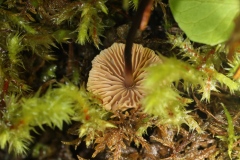Gymnopus androsaceus	Marasme androsace