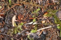 Gymnopus androsaceus	Marasme androsace