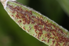 Puccinia sp. ; (Rouille)