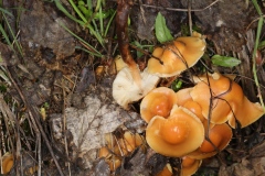 Kuehneromyces mutabilis