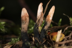 Xylaria sp.