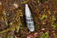 Clausilia sp.