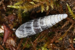 Clausilia sp.