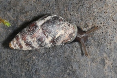 Merdigera obscura ; Bulime obscur, Bulime boueux