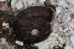 Helicigona lapicida	Soucoupe commune