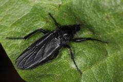 Bibionidae ; Bibions, mouches de la Saint-Marc