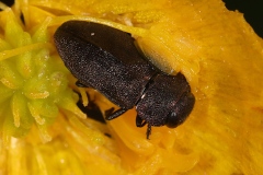 Anthaxia sp. ; Anthaxies ou richards