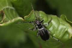 Cantharis tristis ; Les Clefs (74)