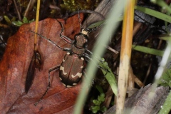 Cicindela sylvicola ; Cicindèle des bois