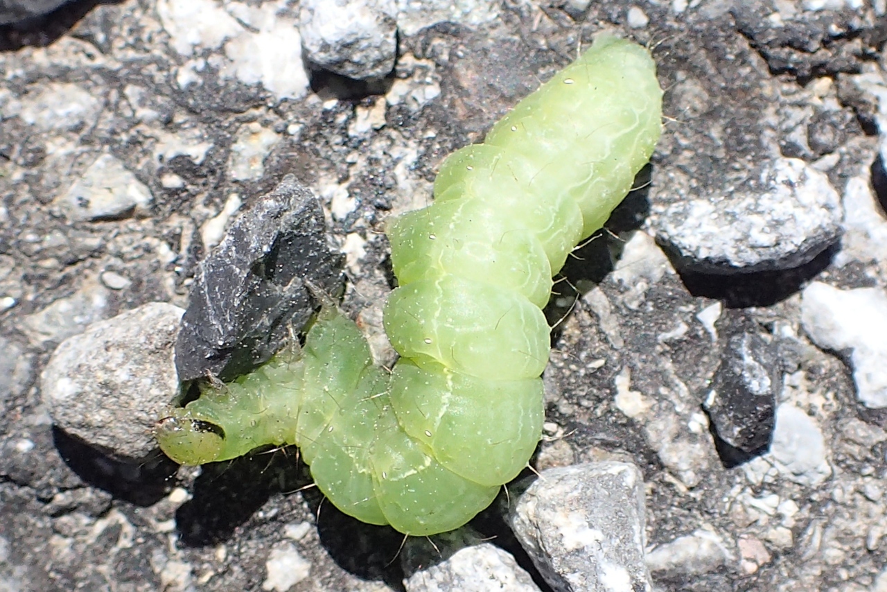 Autographa gamma, Gamma (Le)