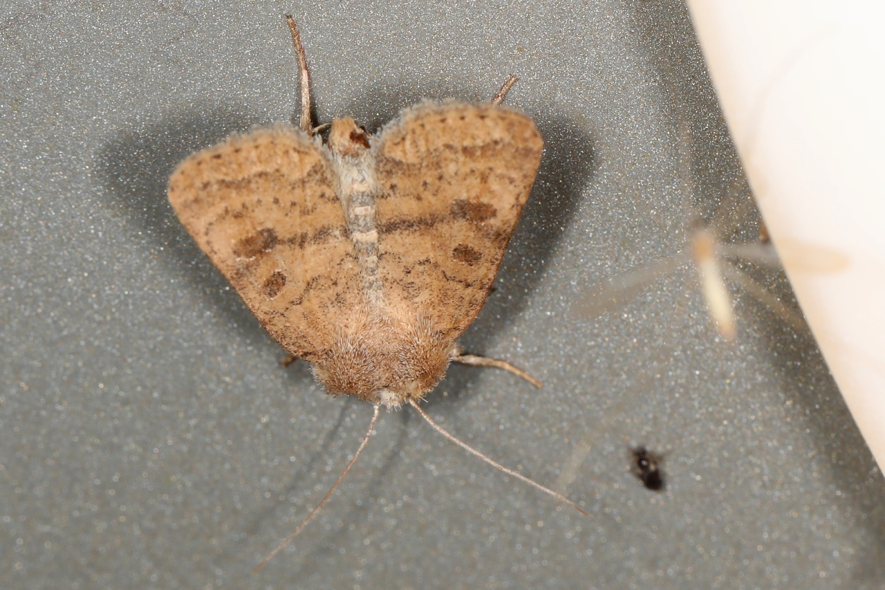 Hoplodrina octogenaria ; Noctuelle de la Morgeline (La)