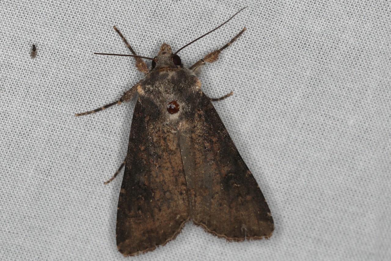 Peridroma saucia ; Noctuelle blessée (La)