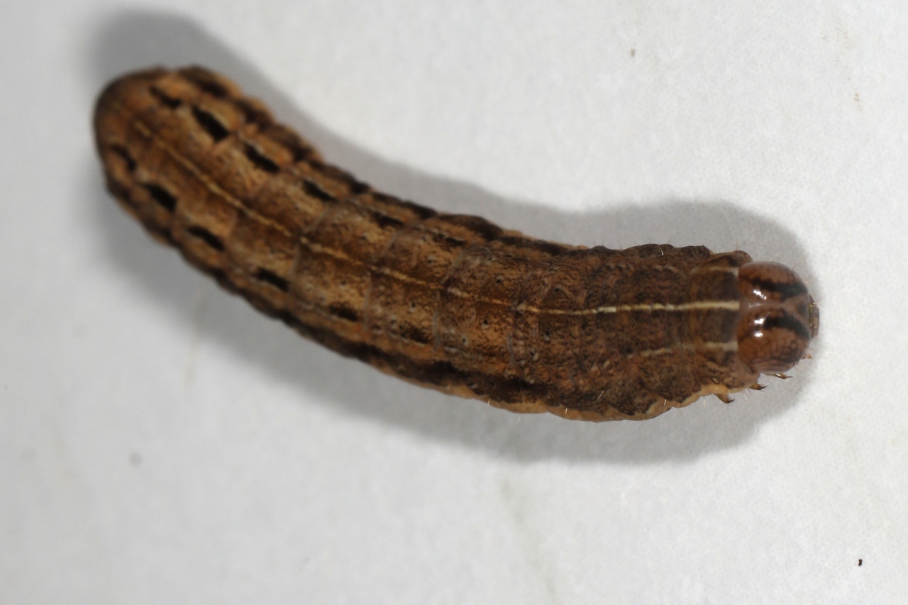 Xestia xanthographa ; Trimaculée (La)