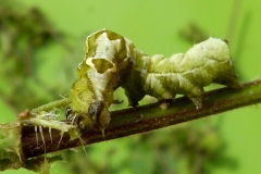 Abrostola triplasia, Plusie à lunettes (La)