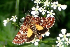 Anarta  myrtilli, Noctulle de la Myrtille