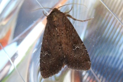 Apamea aquila, Abromiade de la Molinie (L')