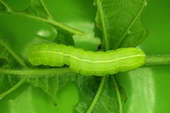 Asteroscopus sphinx ; Noctuelle-Sphinx (La), Noctuelle de Cassini (La)