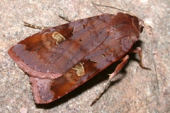 Diarsia brunnea, Point noir (Le), Cubjac (24)