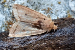 Leptologia macilenta, Xanthie noisette (La)