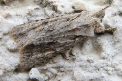 Lithophane ornitopus, Xyline du Chêne (La)