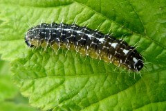 Bryopsis muralis, Bryophile du Lichen (La)