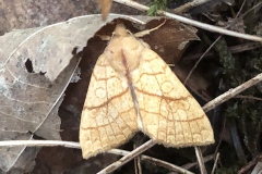 Tiliacea citrago ; Xanthie citronnée (La)