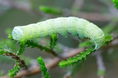 Orthosia cerasi, Orthosie du Cerisier (L')