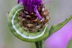 Orthosia gothica, Gothique (La)