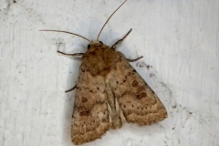 Hoplodrina ambigua, Ambiguë (L')