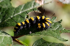 Acronicta alni, Aunette (L