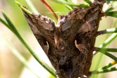 Autographa gamma, Gamma (Le)