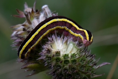Ceramica pisi, Noctuelle des Pois (La)