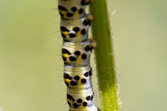 Cucullia scrophulariae, Cucullie de la Scrophulaire (La)