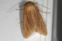 Mythimna pallens, Leucanie blafarde (La)