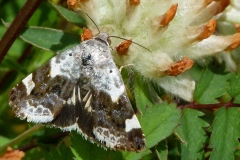 Acontia lucida, Collier blanc (Le)