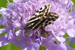 Emmelia trabealis, Arlequinette jaune (L