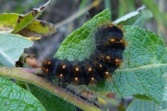 Acronicta auricoma, Chevelure dorée (La)