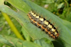 Acronicta euphorbiae, Noctuelle de l