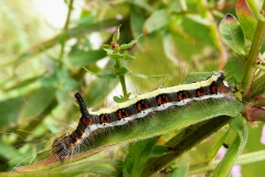 Acronicta psi, Psi (Le)