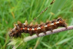 Acronicta rumicis, Noctuelle de la Patience (La)