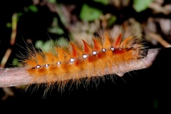 Acronicta aceris ; Noctuelle de l’Érable (La)