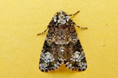 Craniophora ligustri, Troënière (La)