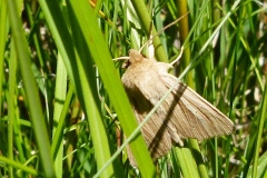 Acronicta albovenosa, Noctuelle veineuse (La)